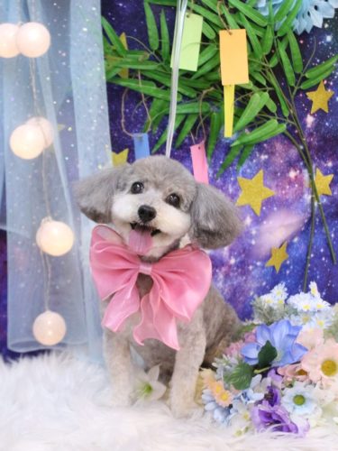 20250711チップちゃん